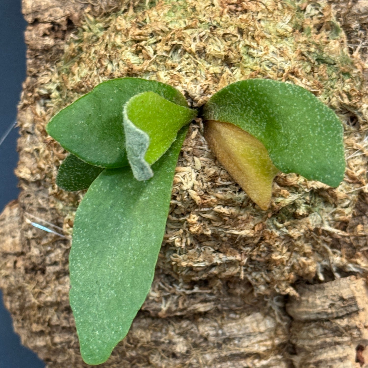 ビカクシダ Platycerium alcicorne 板付け【620】 | PROTOLEAF プロト
