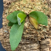 ビカクシダ　Platycerium alcicorne 板付け【620】