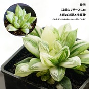 抜き苗 宝草錦 上斑 Haworthia cuspidata f.variegata