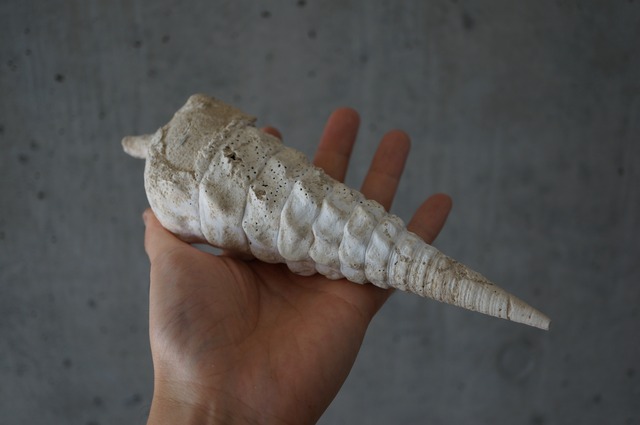 フランス産大型巻貝化石 Campanile giganteum 2380