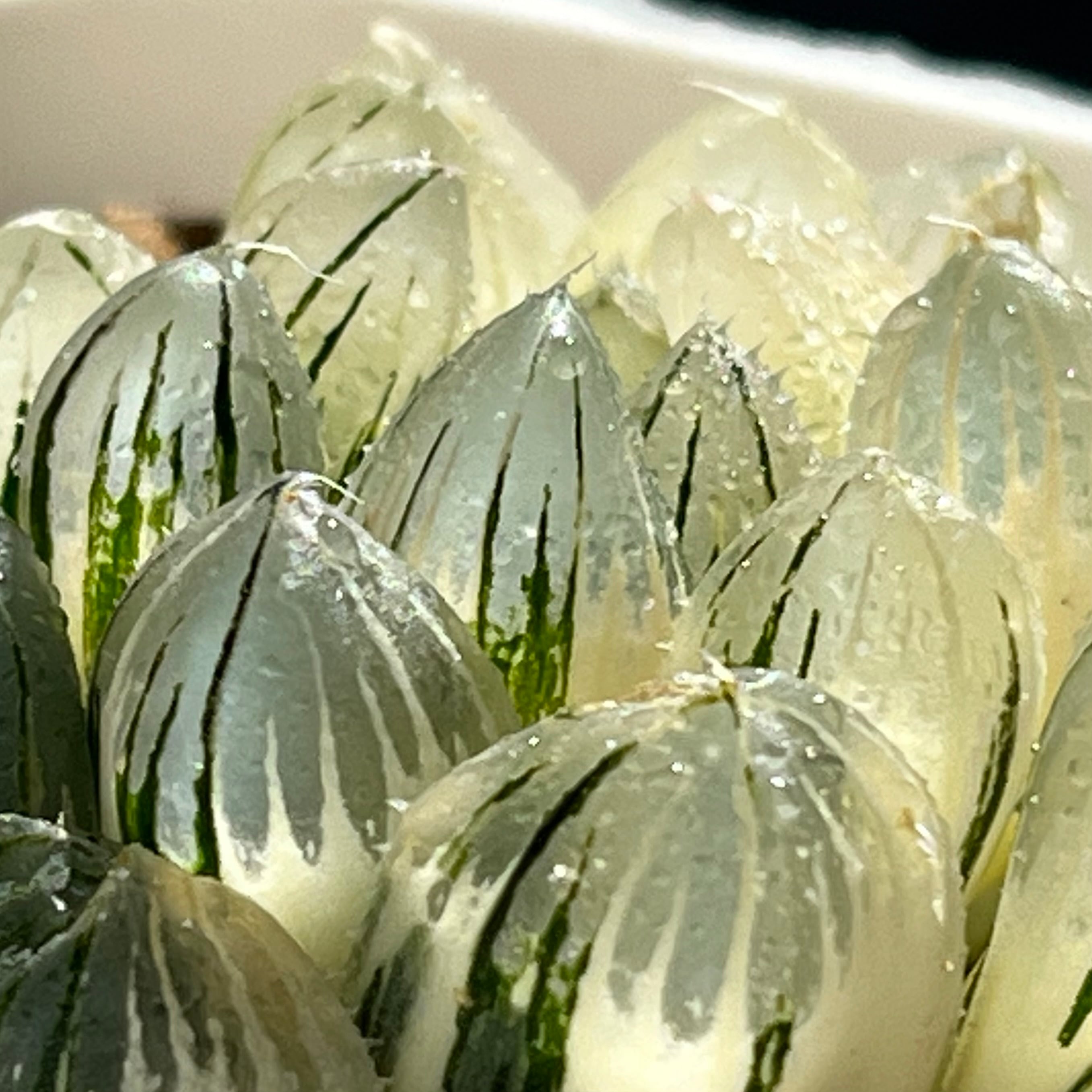 ハオルチア 黒玉露錦 | mocono_plants