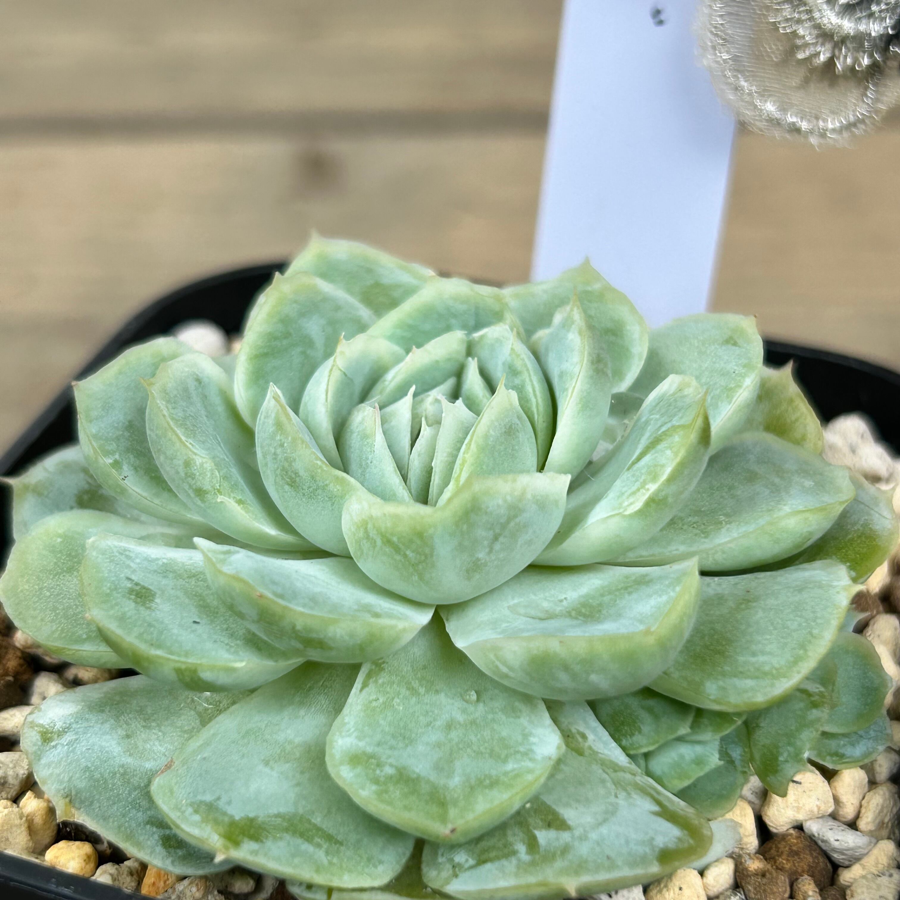 メキシコローズ | RuPo 多肉植物専門店 メキシコローズ | RuPo 多肉植物専門店