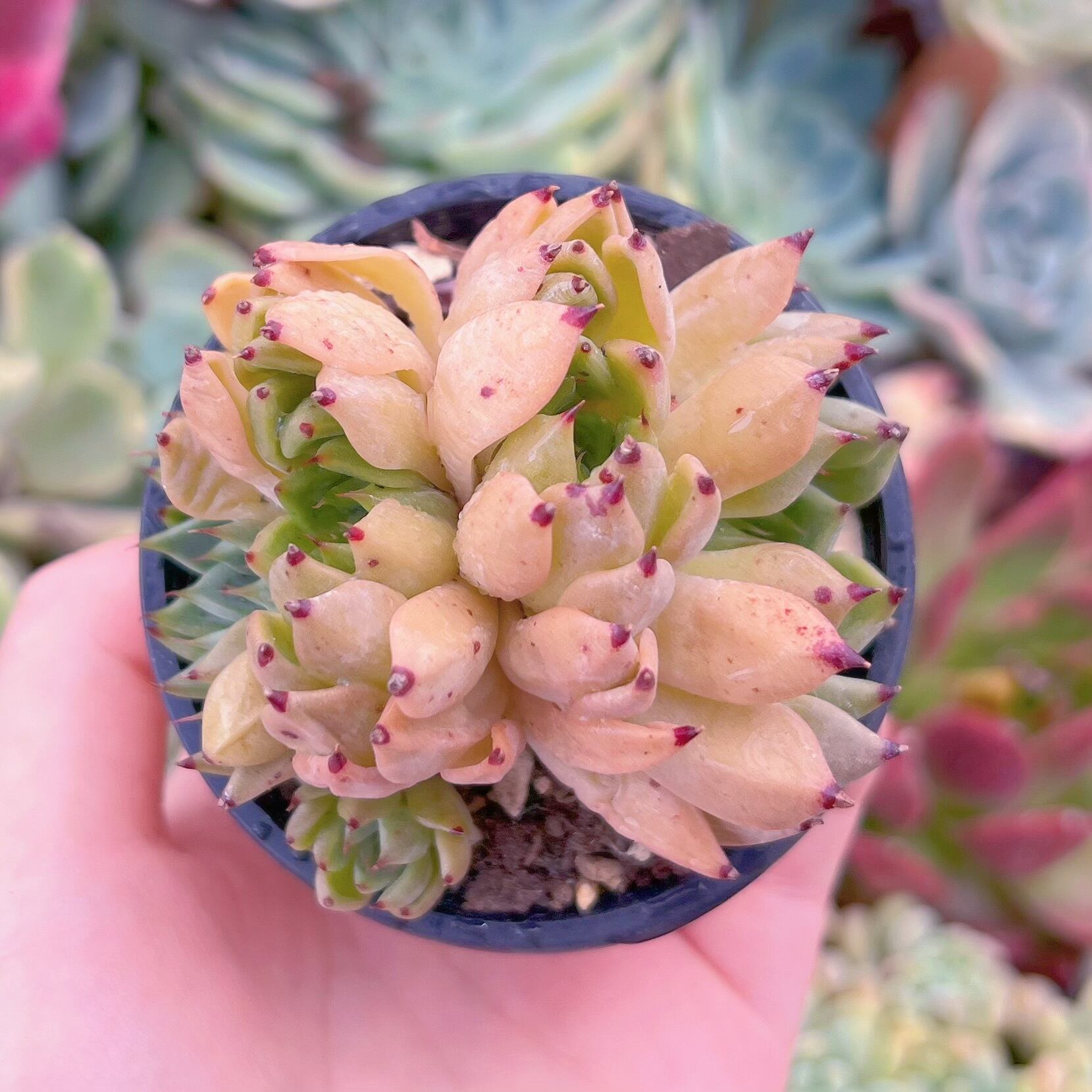 ブラッドブリアナ錦 群生 新品種 エケベリア 多肉植物 韓国苗 多肉植物