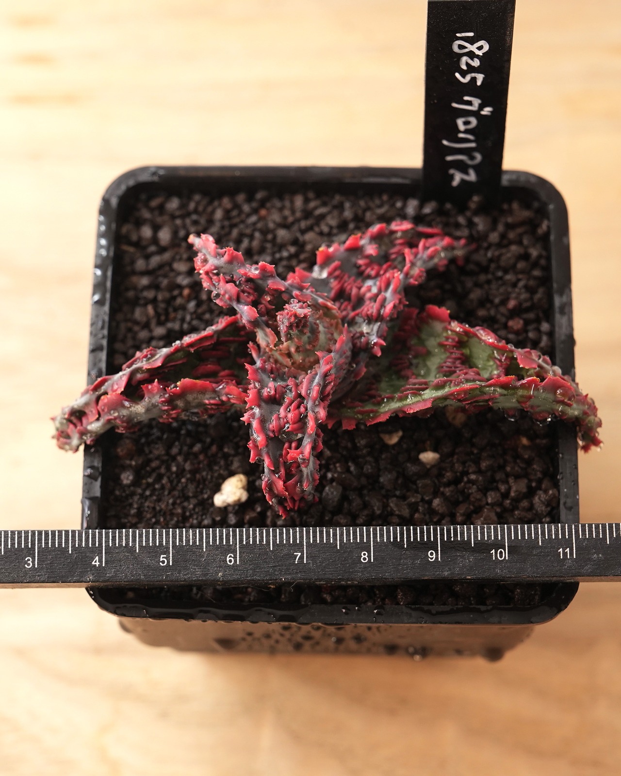 抜き苗 アロエ TCT グロリアスドラゴン Aloe 'Glorious Dragon'