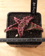 抜き苗 アロエ TCT グロリアスドラゴン Aloe 'Glorious Dragon'