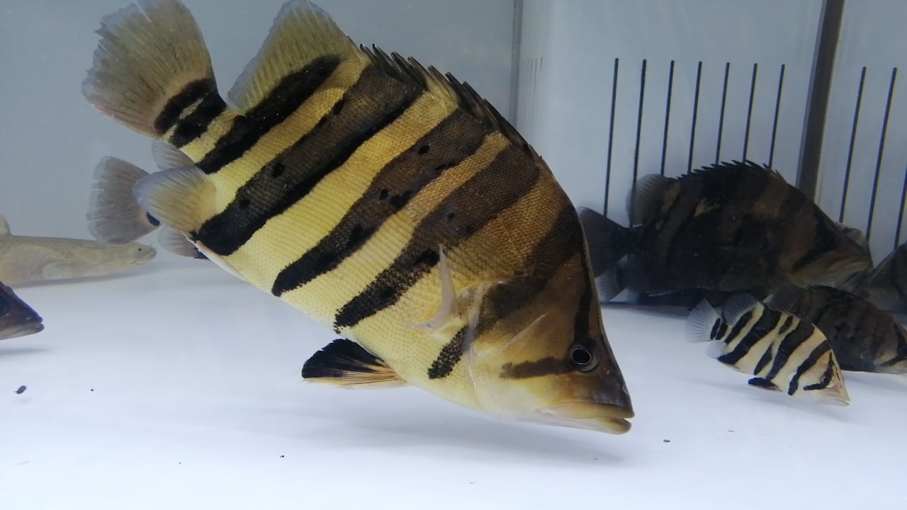 ダトニオ プラスワン35センチぐらい