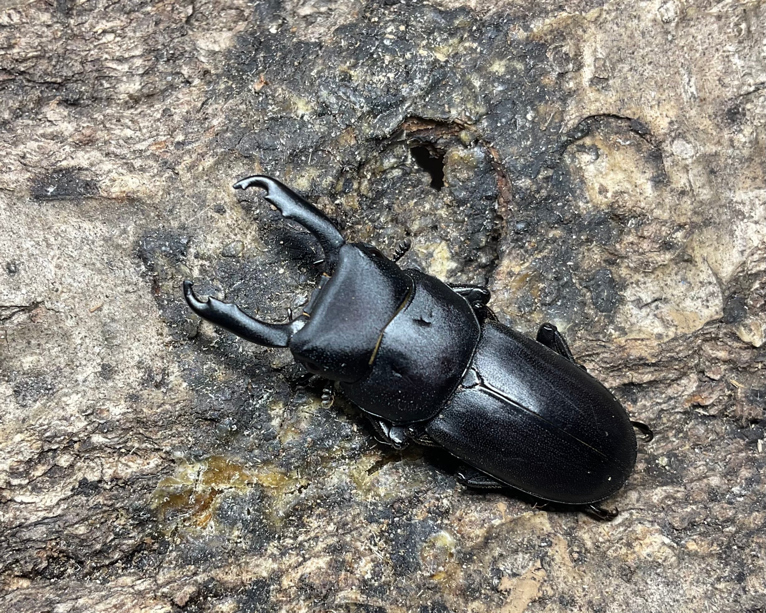 超貴重 希少 激レア 匿名配送 黒宮れい「ここにいるよ。 れいちゃん」