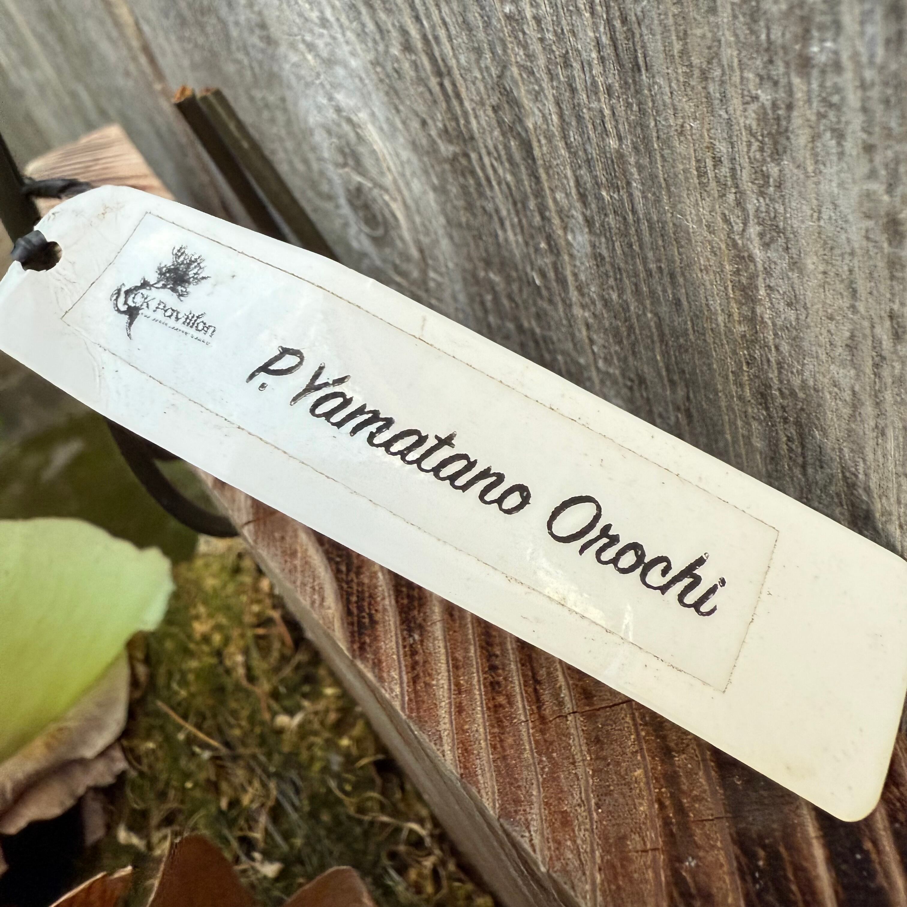 P. Yamata no Orochi (pup) | naturefix