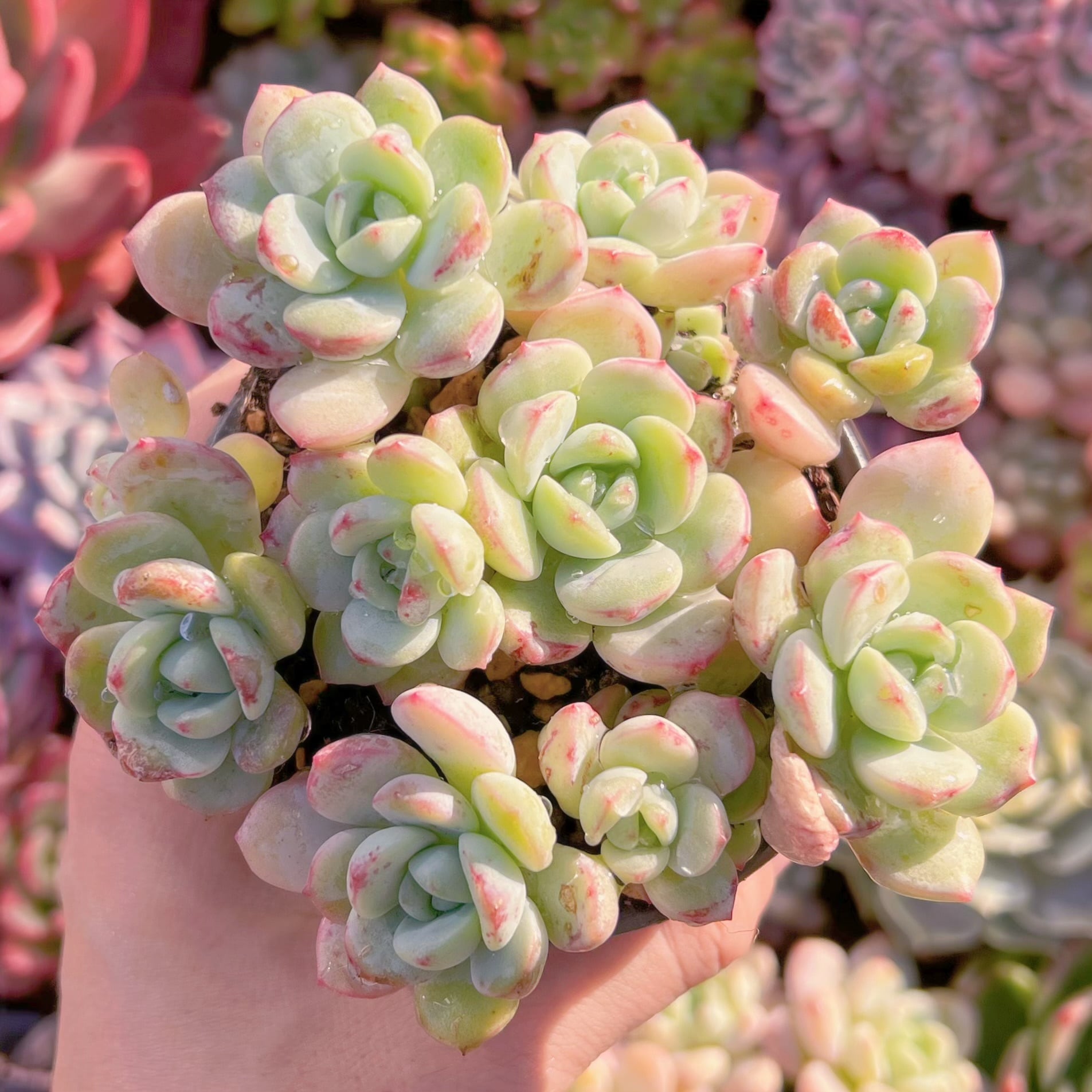 現品　バニラビス#678　るる農園