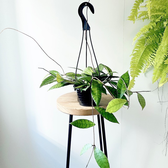 ホヤ カリストフィラ｜美しい葉脈模様の一点もの 4号鉢｜calm cafeセレクト