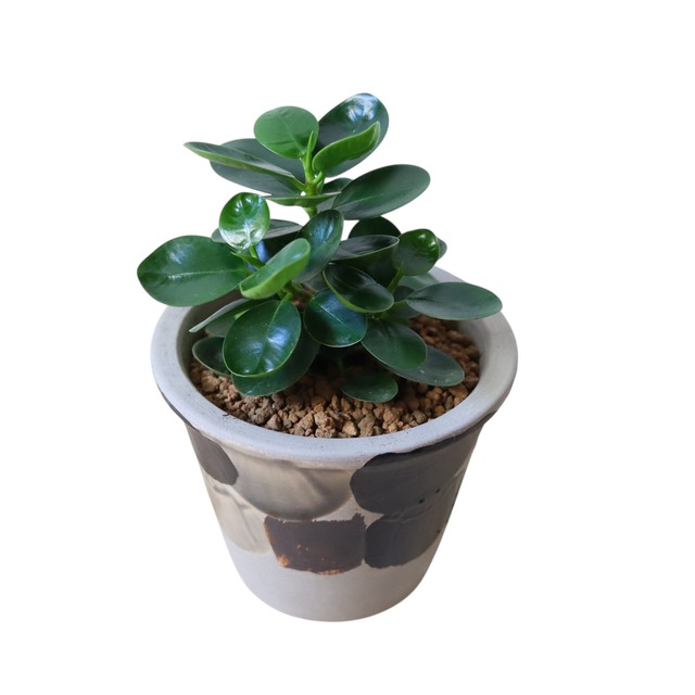 パンダガジュマル（20cm）