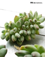 一部発根済カット苗 天使の翼 L Echeveria 'Angel’s Wings'