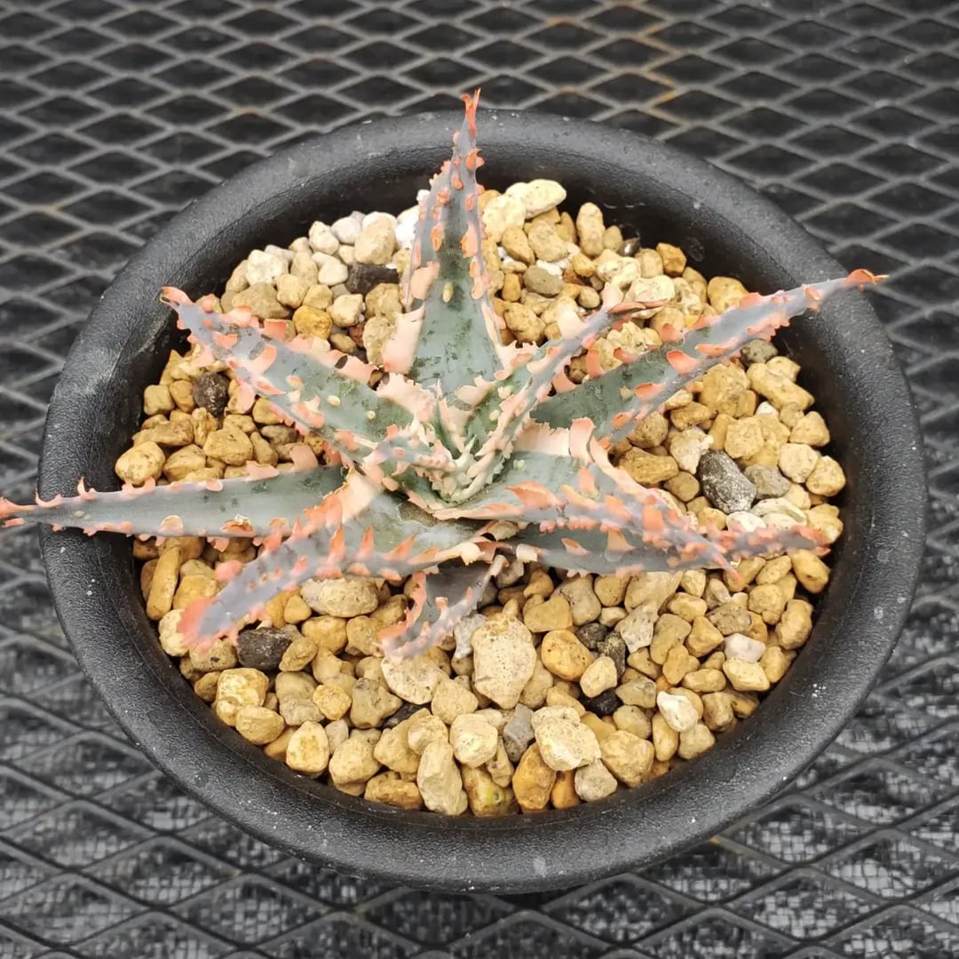 F00603_Aloe 'Saw Bones' Hybrid：アロエ・ハイブリッド（子株