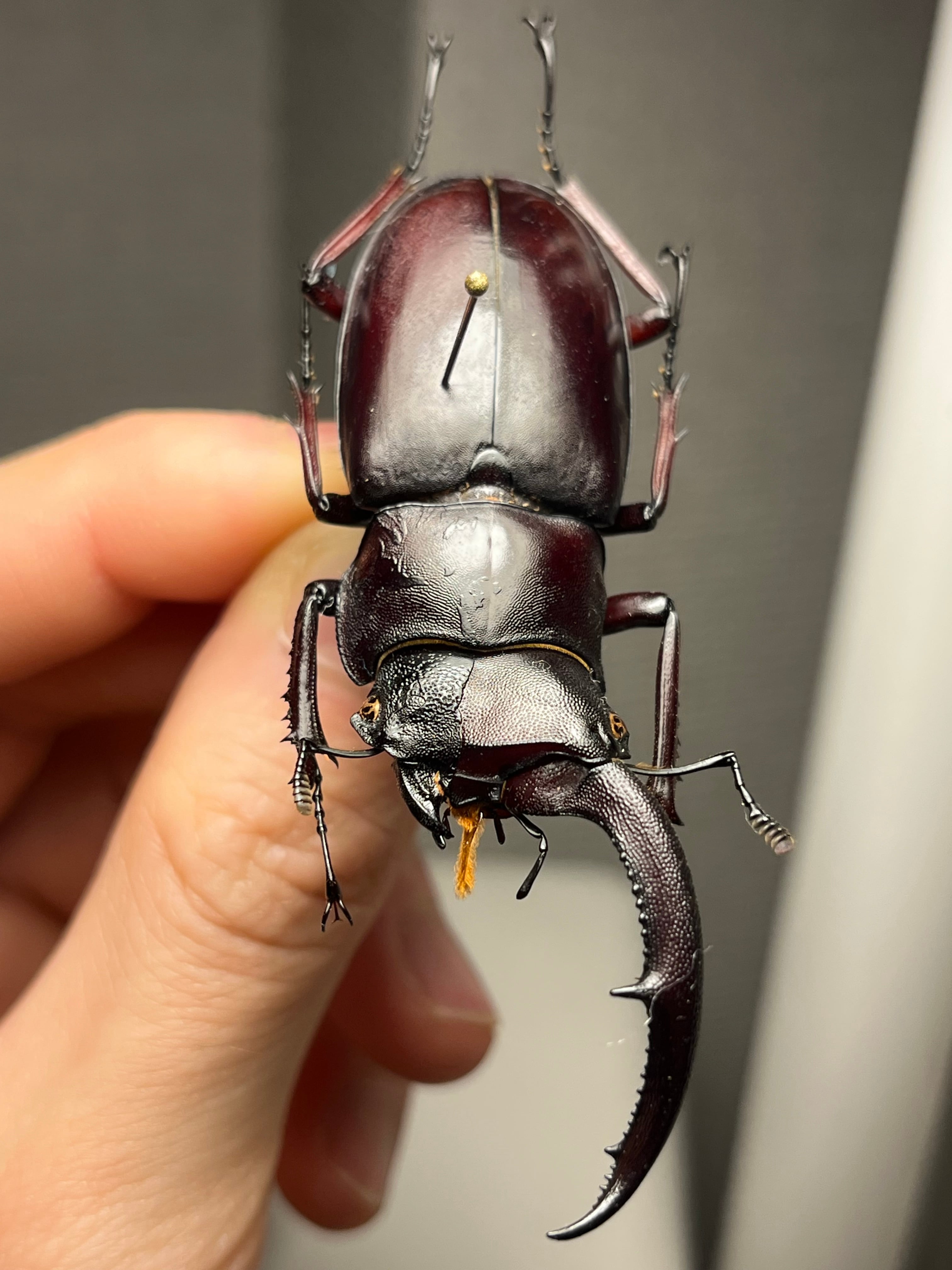雌雄同体】マンディブラリスフタマタクワガタ Hexarthrius