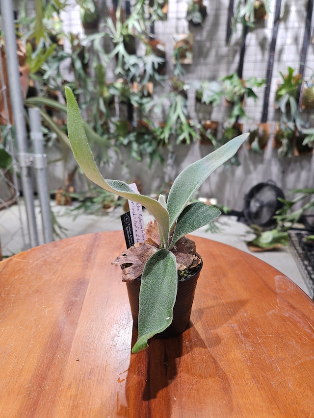 P.veitchii Auburn River × P.willinckii Scofield Tatsuta Variegated 【artPLANTs/PLANTSGARAGE 】ビカクシダ#Platycerium