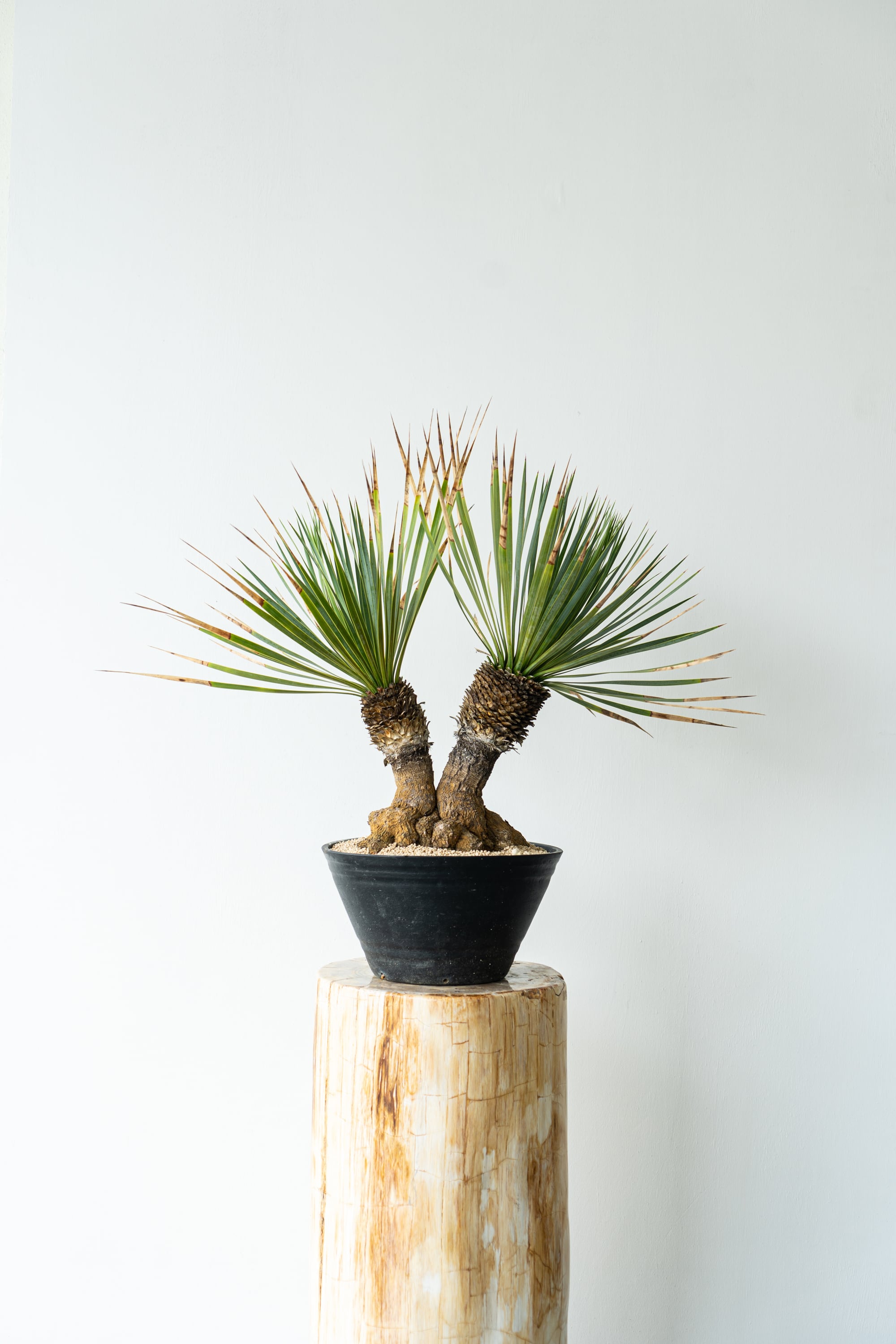 ユッカ ロストラータ ダブルヘッド（Yucca rostrata double head ...