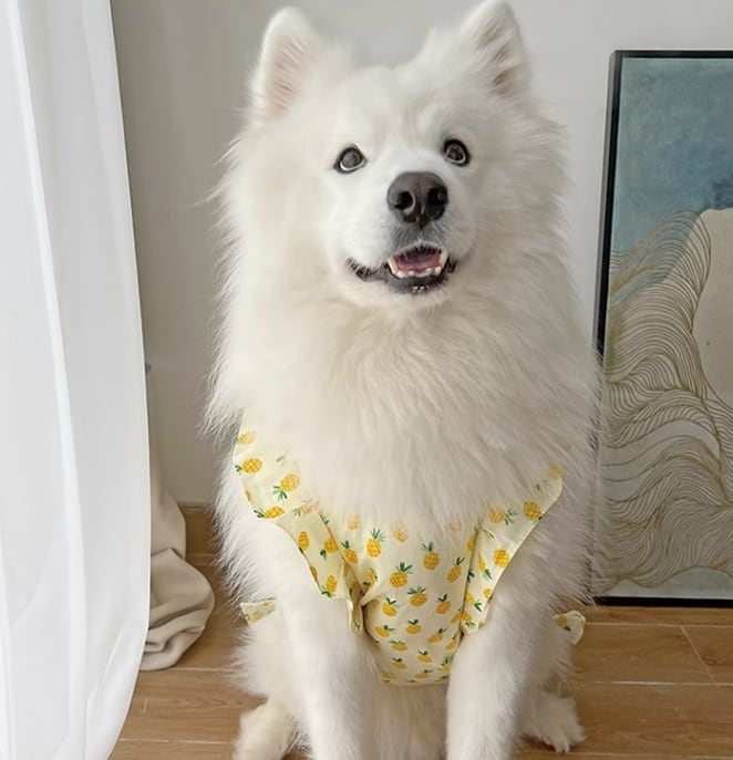 ドッグ 犬 中型犬 小型犬 大型犬 ウェア 室内着 ワンピース インナー