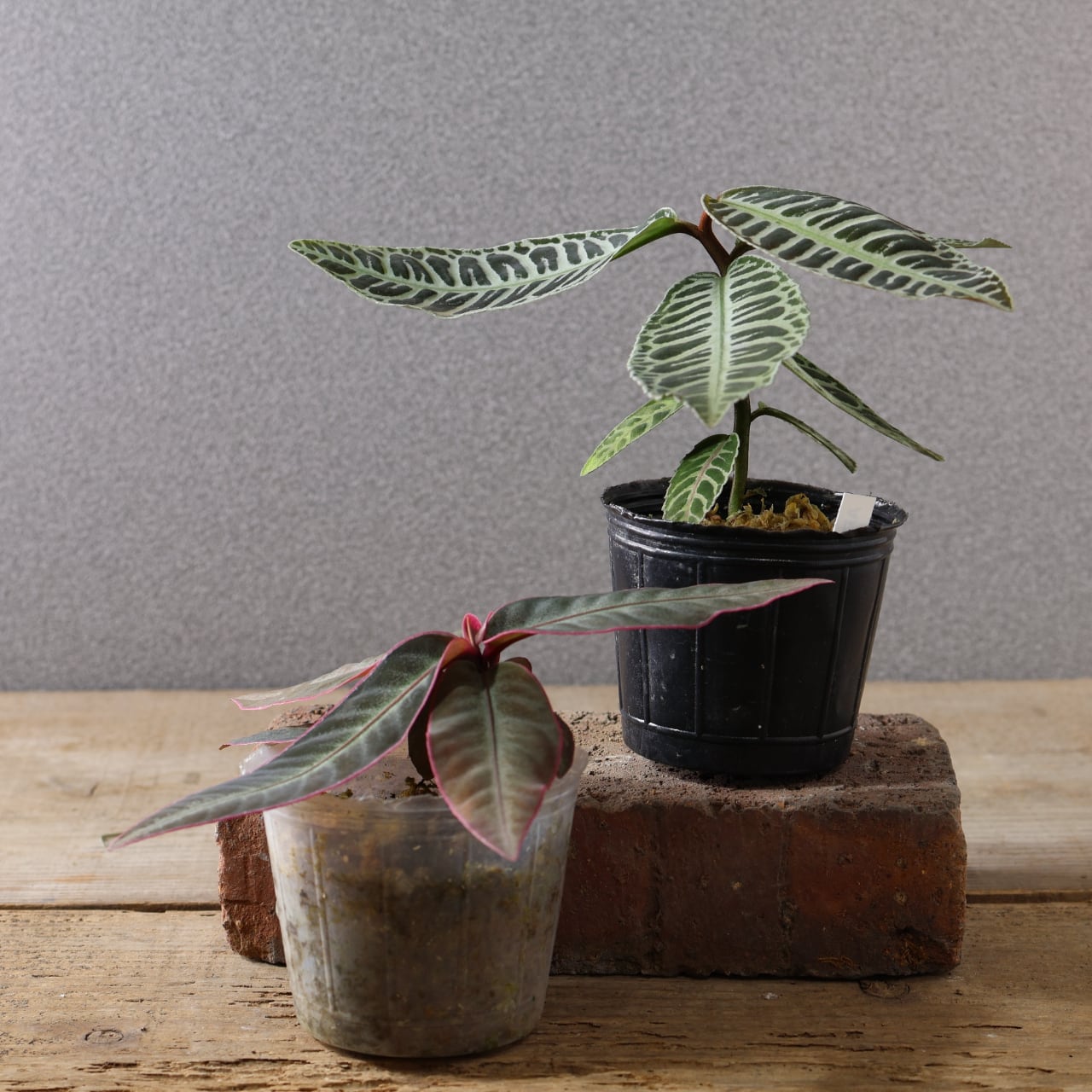 502 『アルディシア 2つセット』観葉植物【送料無料】 | MARX PLANTS