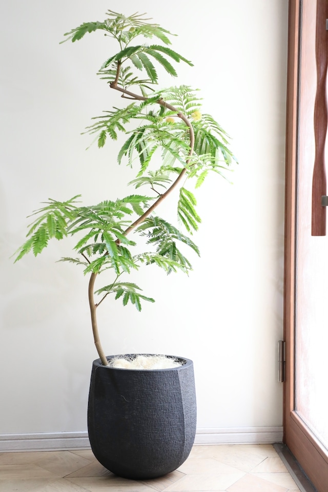 【渋谷区周辺エリア/配送料無料】【L/133cm】エバーフレッシュ曲げ木/Pithecellobium confertum ever fresh ※陶器鉢カバー別売り