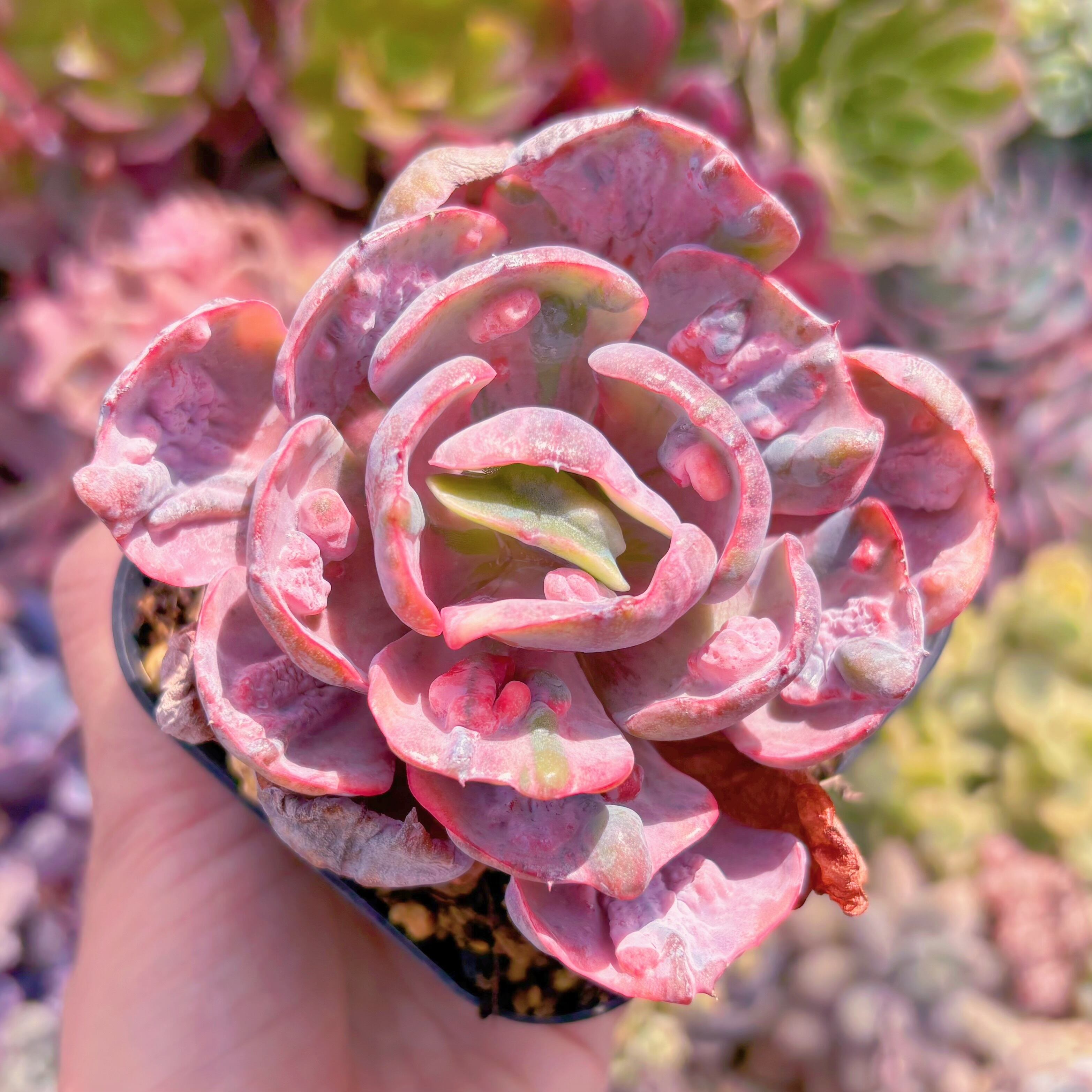 現品　ビヨンセ錦#224　るる農園