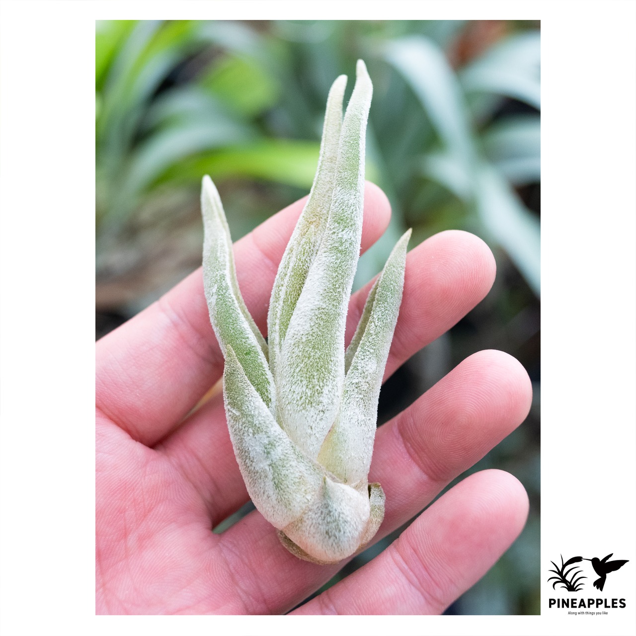 Tillandsia caput-medusae 'White Dwarf' - 1