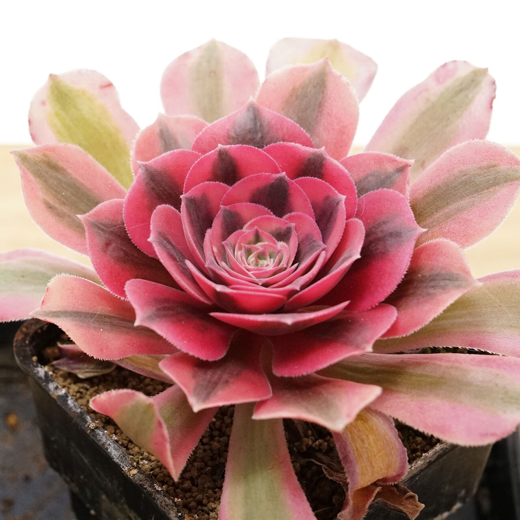 多肉植物アエオニウム❤️オランダローズ❤️1頭6cm拔キ苗！