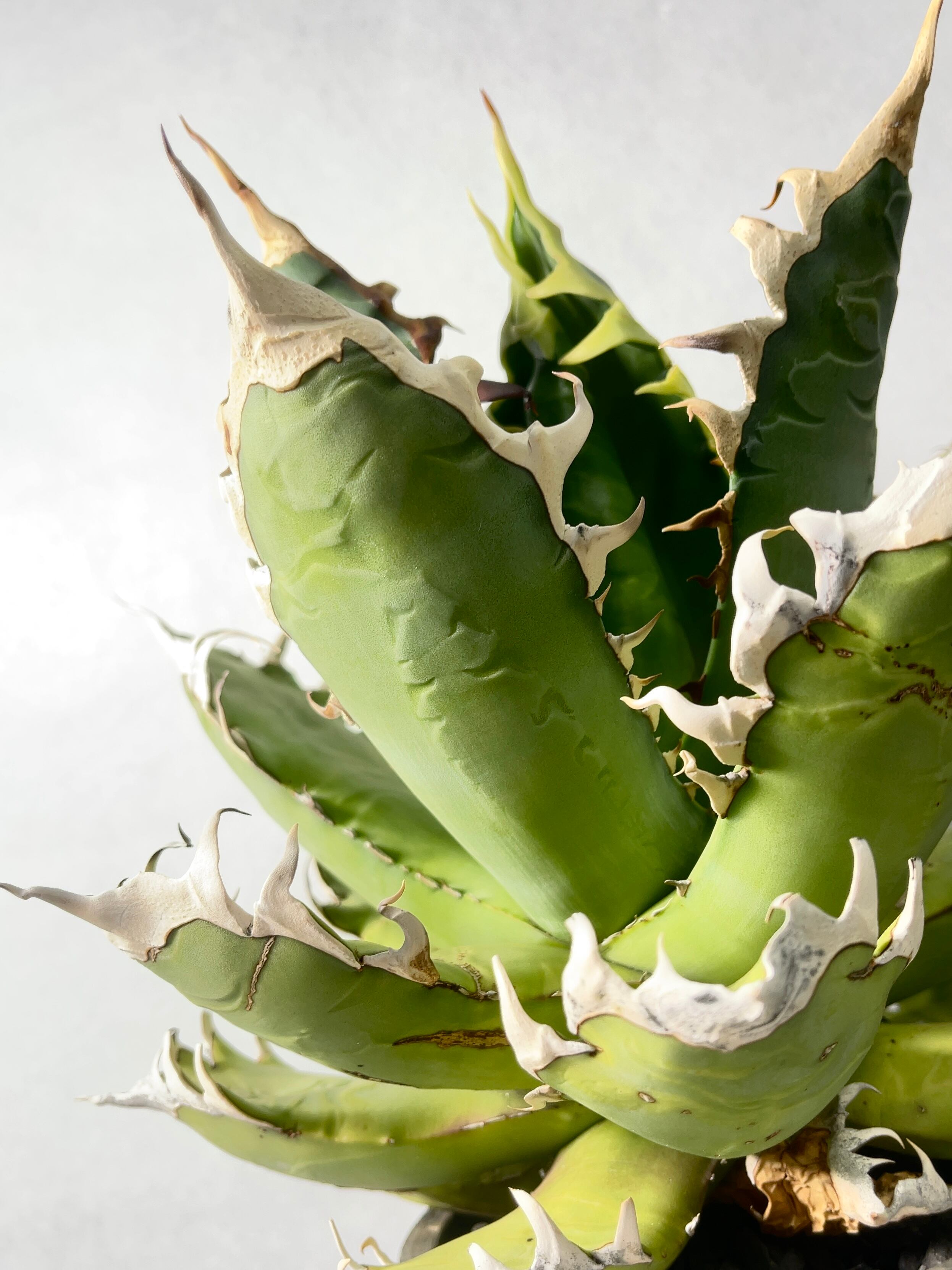 親株出品　アガベ　オアハカオテロイ アガベ・オアハカオテロイ | trigger