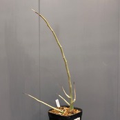 【新着3日限定10%OFF】アデニア　ペチュエリー【1013】