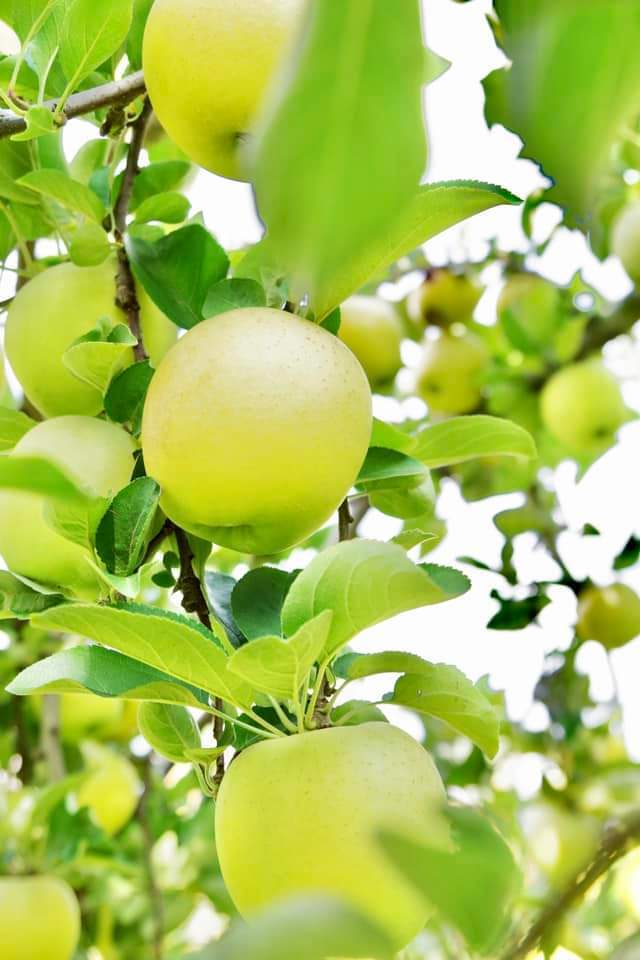 ワッサースイートリッチ家庭用10キロ ワッサー ◇ スイートリッチ ◇ 産直お取り寄せの美味しいワッサー