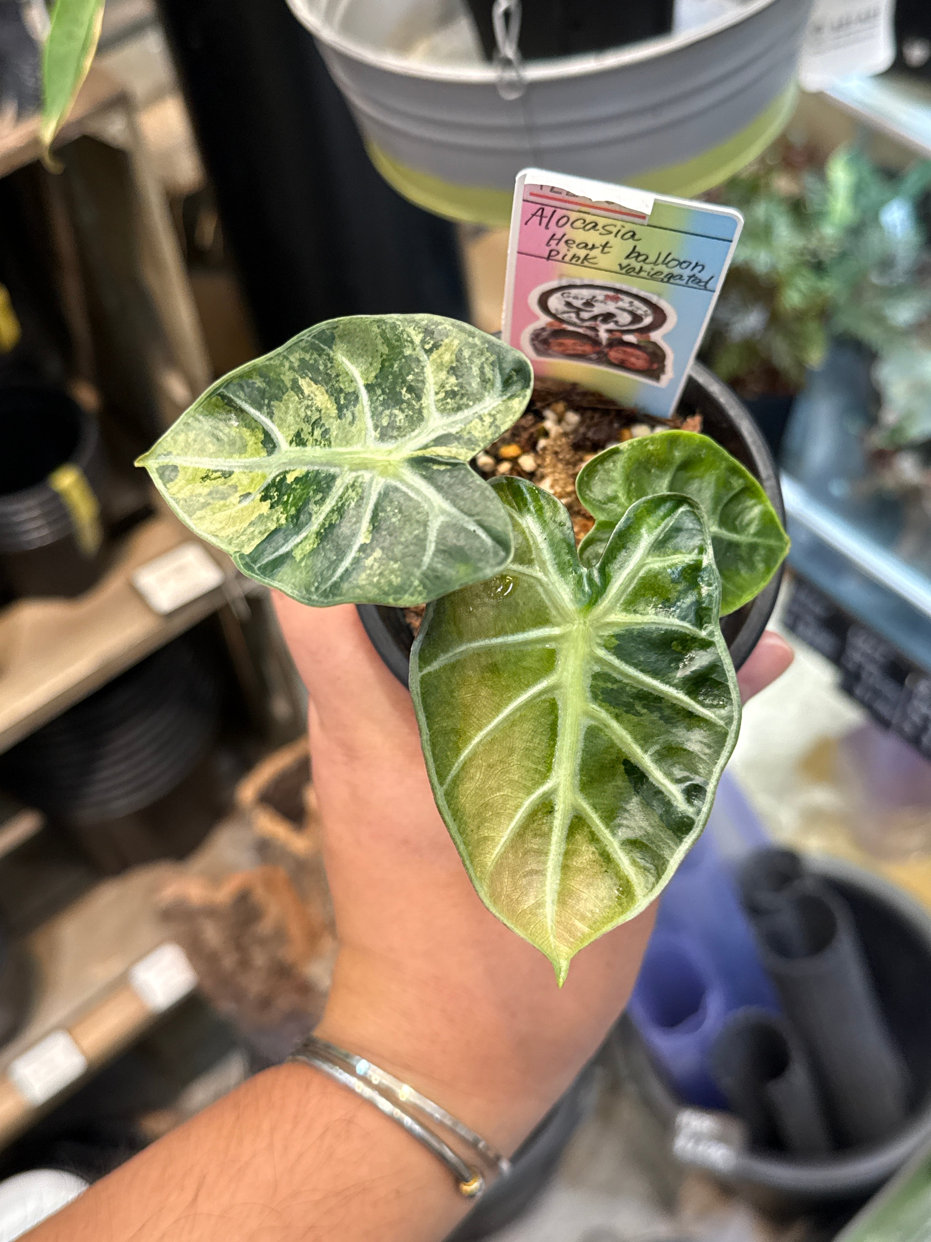 アロカシア ハートバルーン ピンクバリエガータ | Gardenえん 【観葉