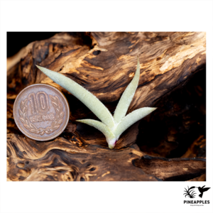 Tillandsia tenebra (Black Flower, HR7257)