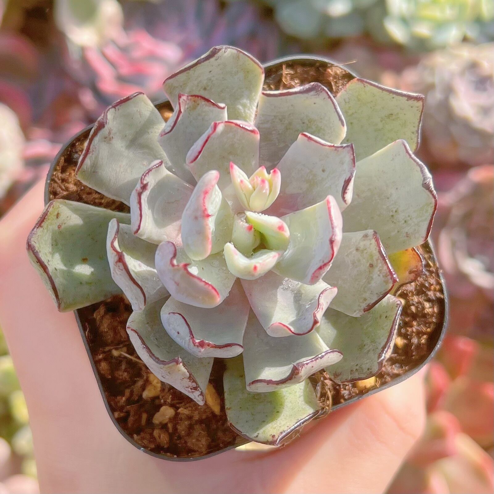 現品　ストリクチフローラ#1113　るる農園