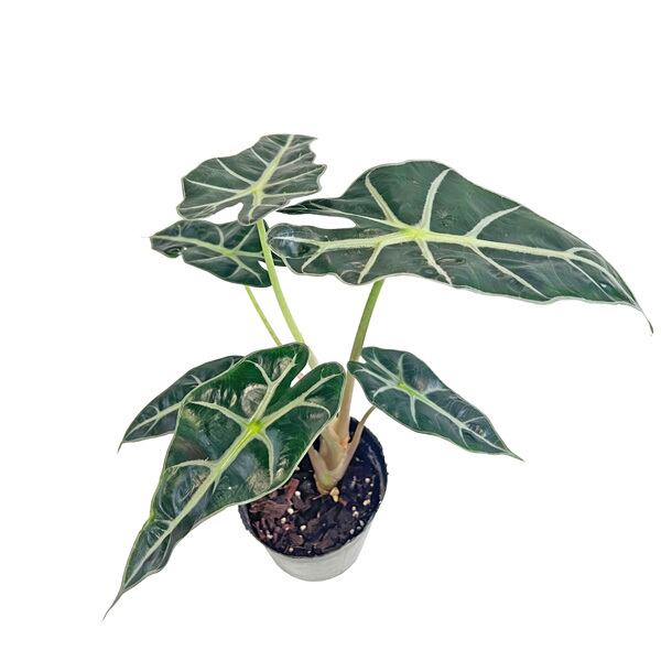 希少 アロカシア オーレアバリエガータ 極希少】アロカシア オーレア バリエガータ/ ※陶器鉢カバー