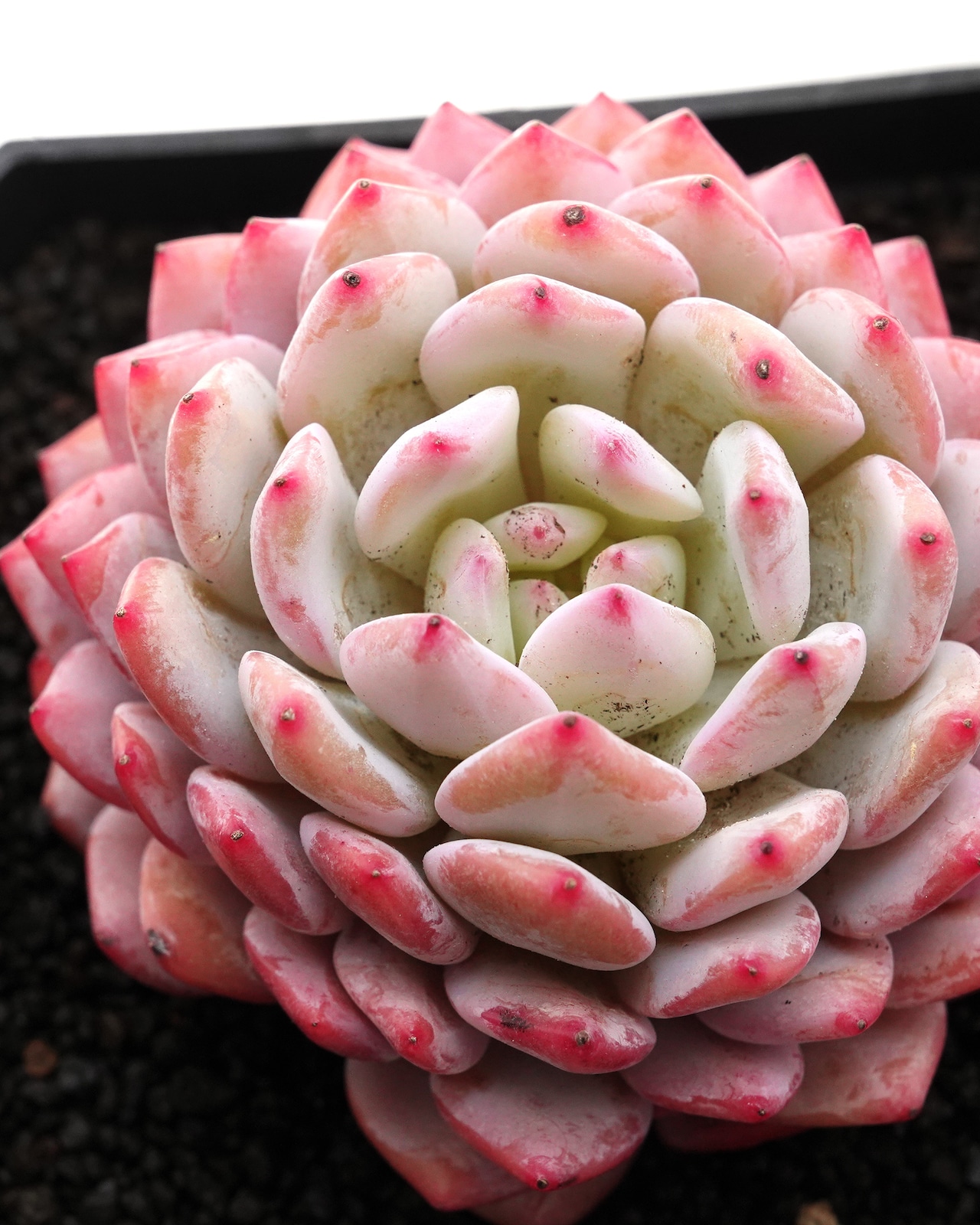 カット苗 スターオレンジ(モンロースター) Echeveria 'Monroe Stars'