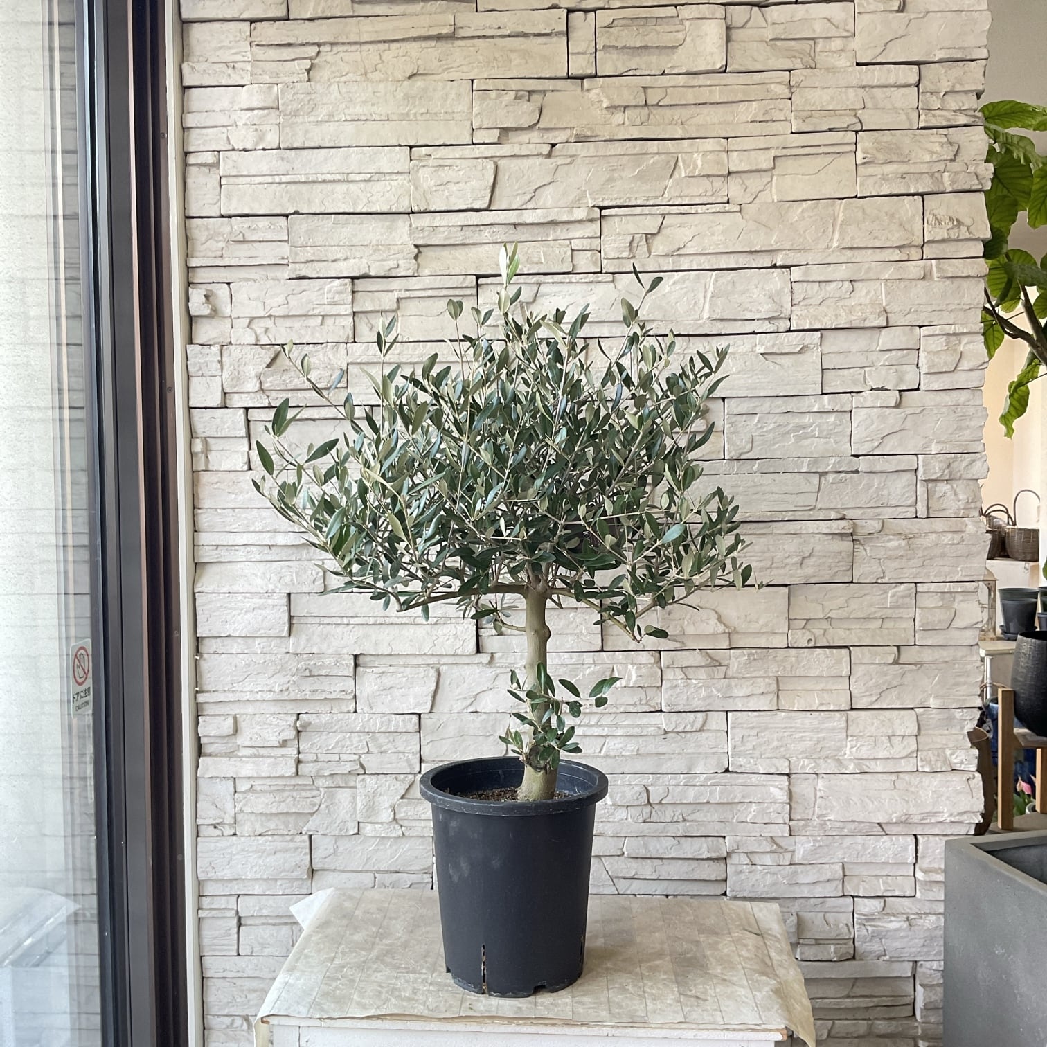 souju】香川県産オリーブの木 ピクアル 5号鉢 32 | 橋本種苗園