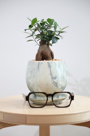 【S】ガジュマル/Ficus microcarpa