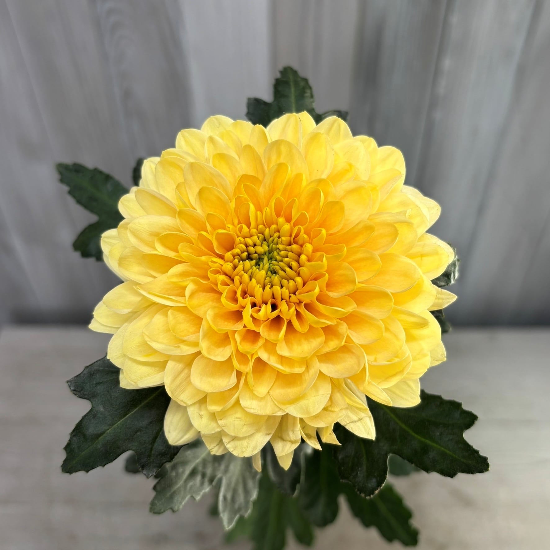 大輪！花もち抜群！発色よし！ 青森県産 大輪デコラマム シャンパン