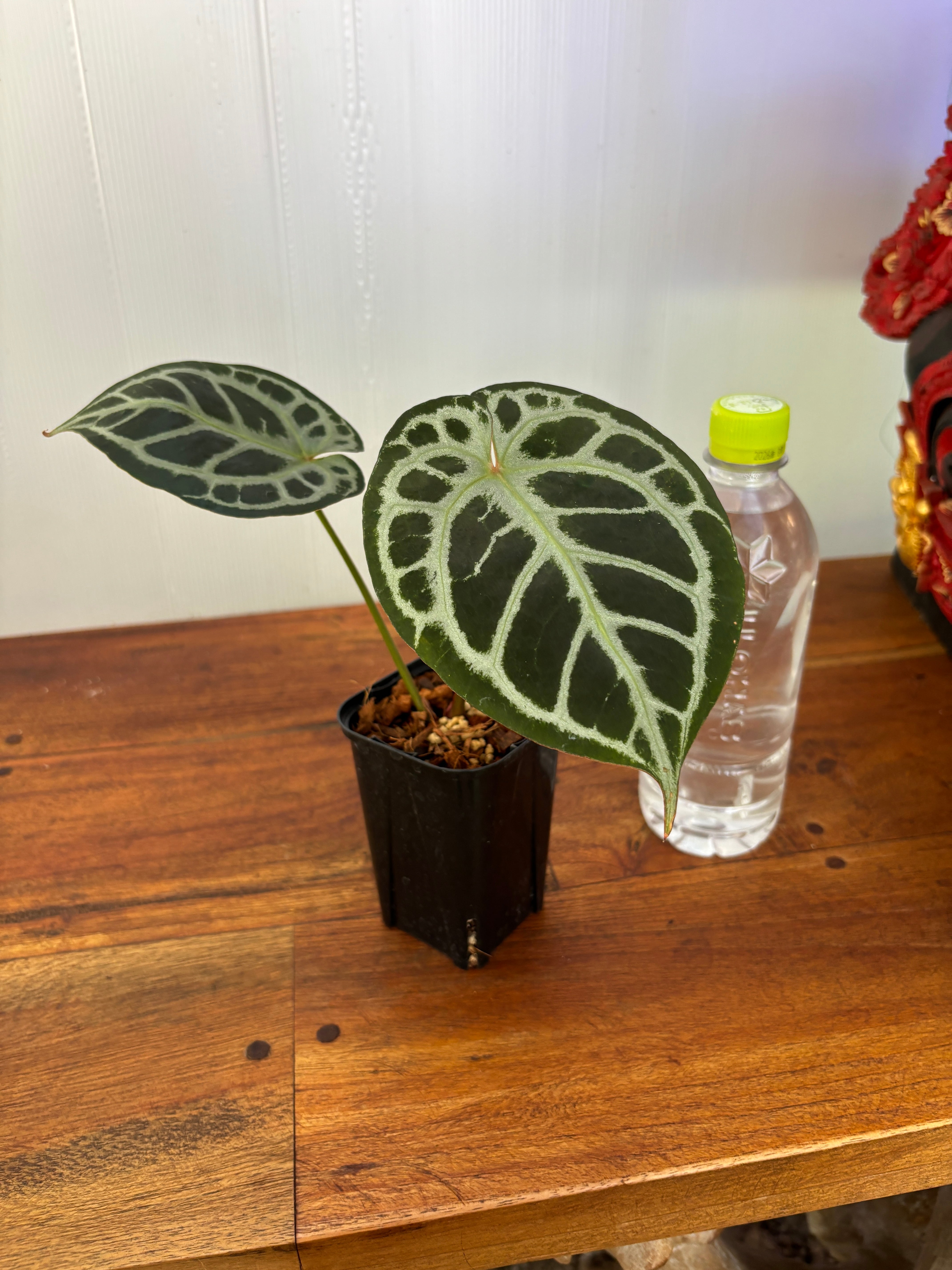 Anthurium | BALI-AN 園芸