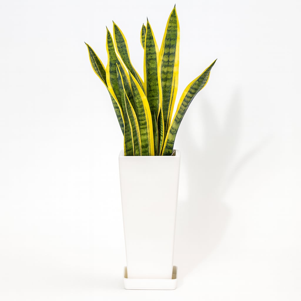 【お祝い・インテリア用】サンスベリア 6号 陶器鉢