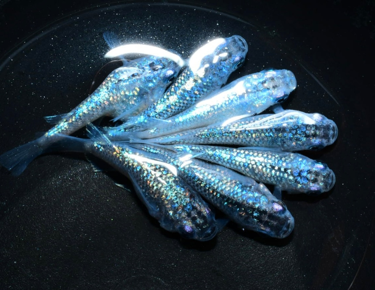 【現物】ロイヤルブルーショート　3ペア+1