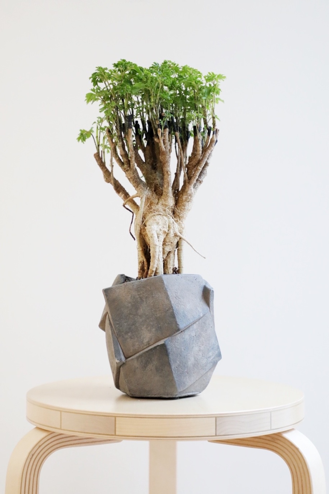 【M】ポリシャス パーセリー/Polyscias