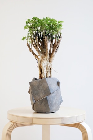 【M】ポリシャス パーセリー/Polyscias