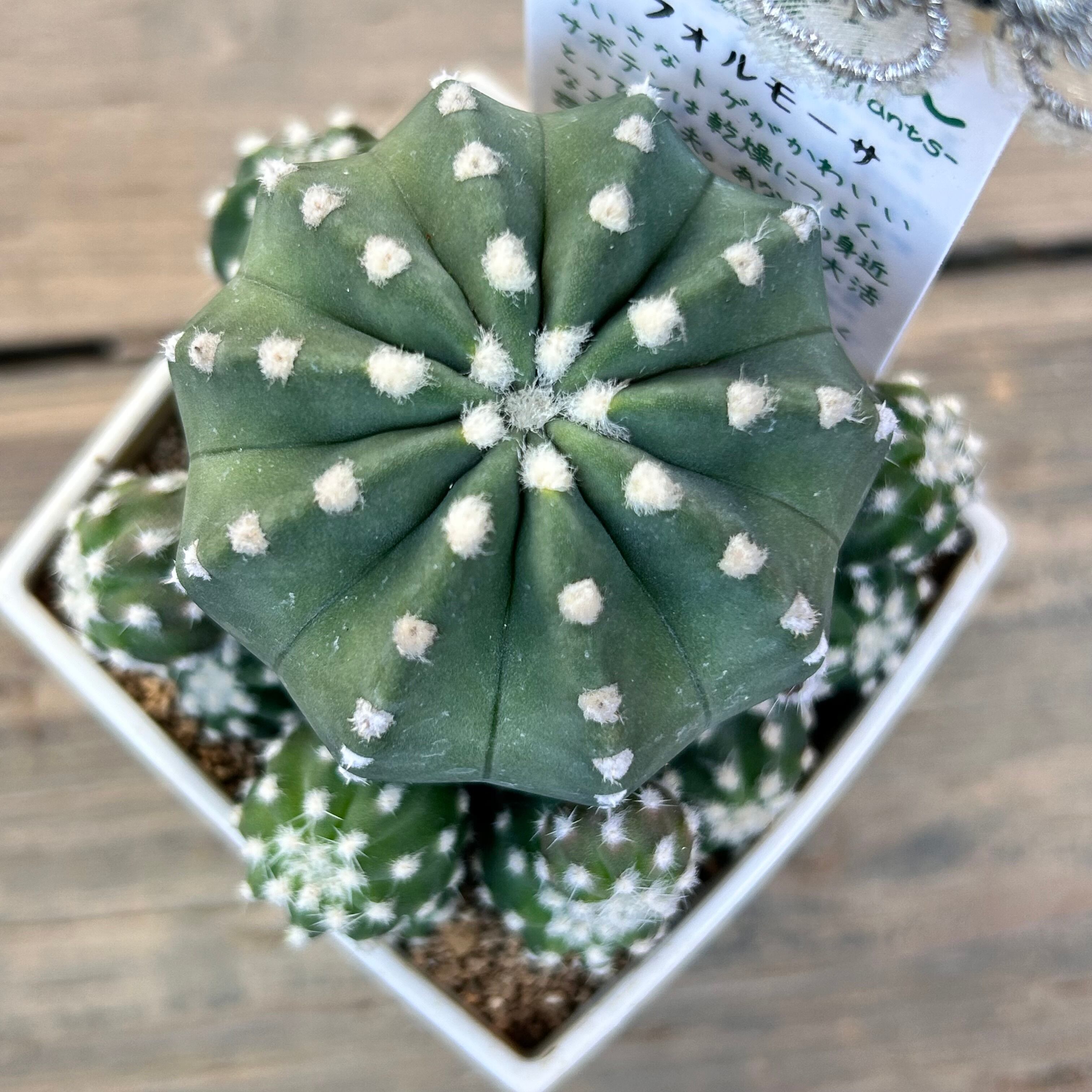 サボテン | RuPo 多肉植物専門店