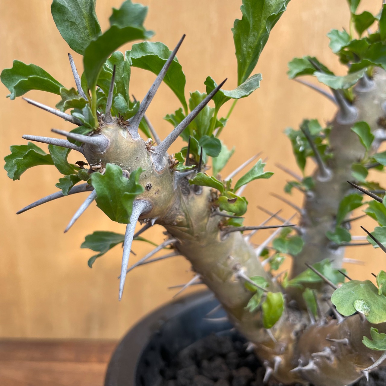 Sarcocaulon crassicaule【サルコカウロン・クラシカウレ】