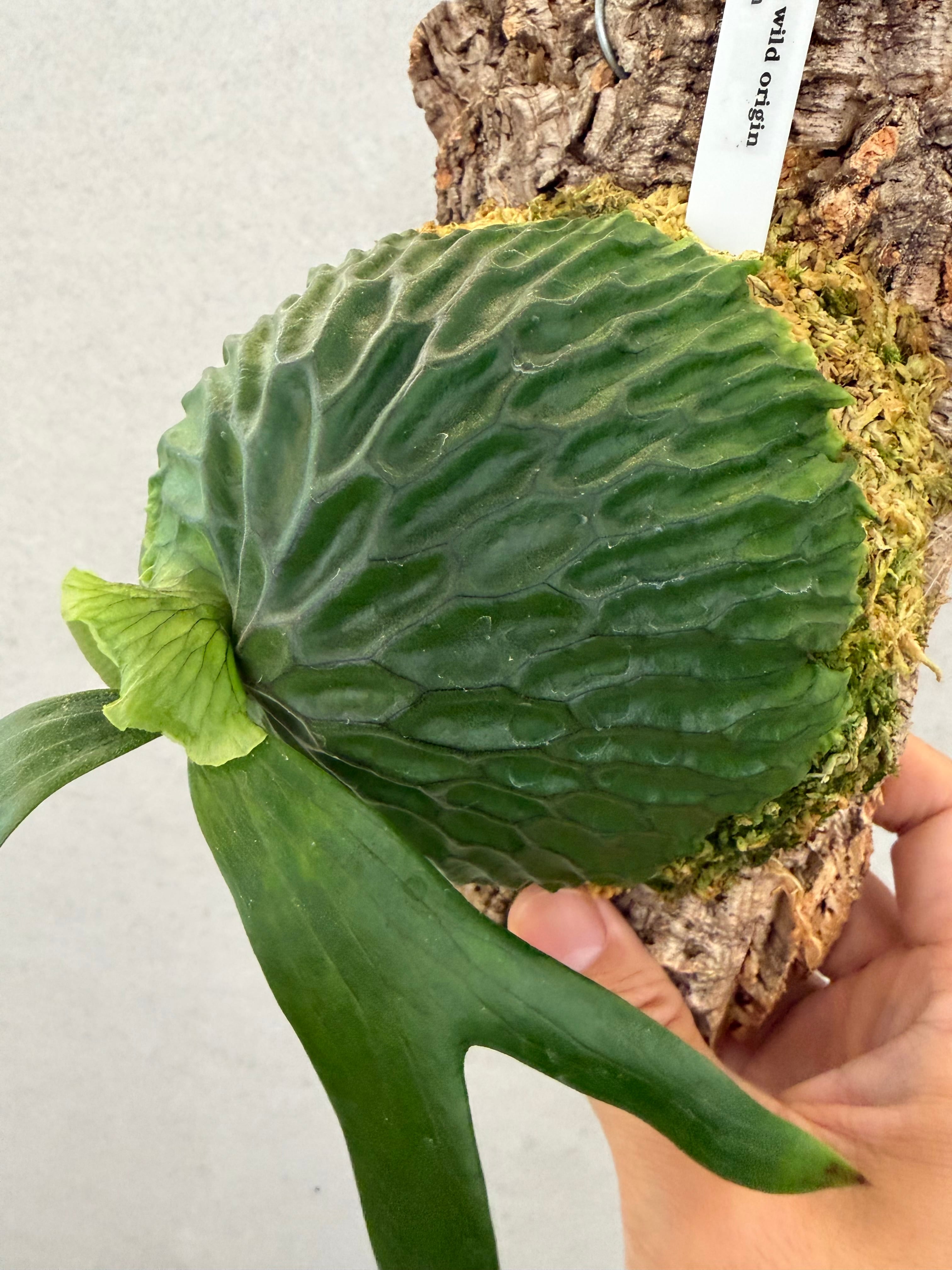 a) P. madagascariense wild origin ビカクシダ マダガスカリエンセ