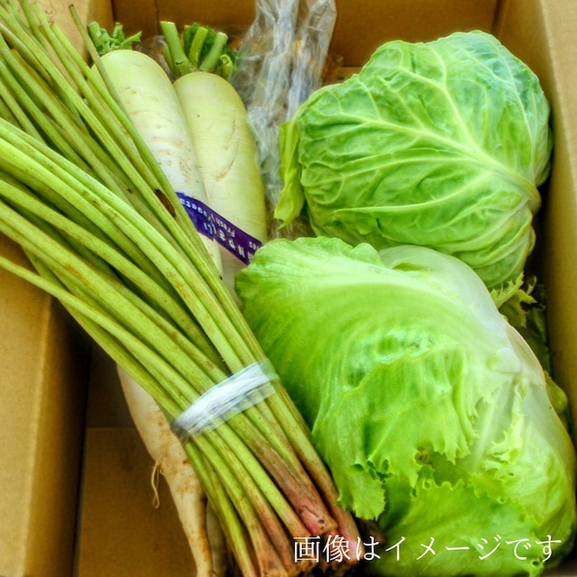 送料無料 5月の朝採り直売野菜セット およそ8点セット　毎週土曜日発送予定