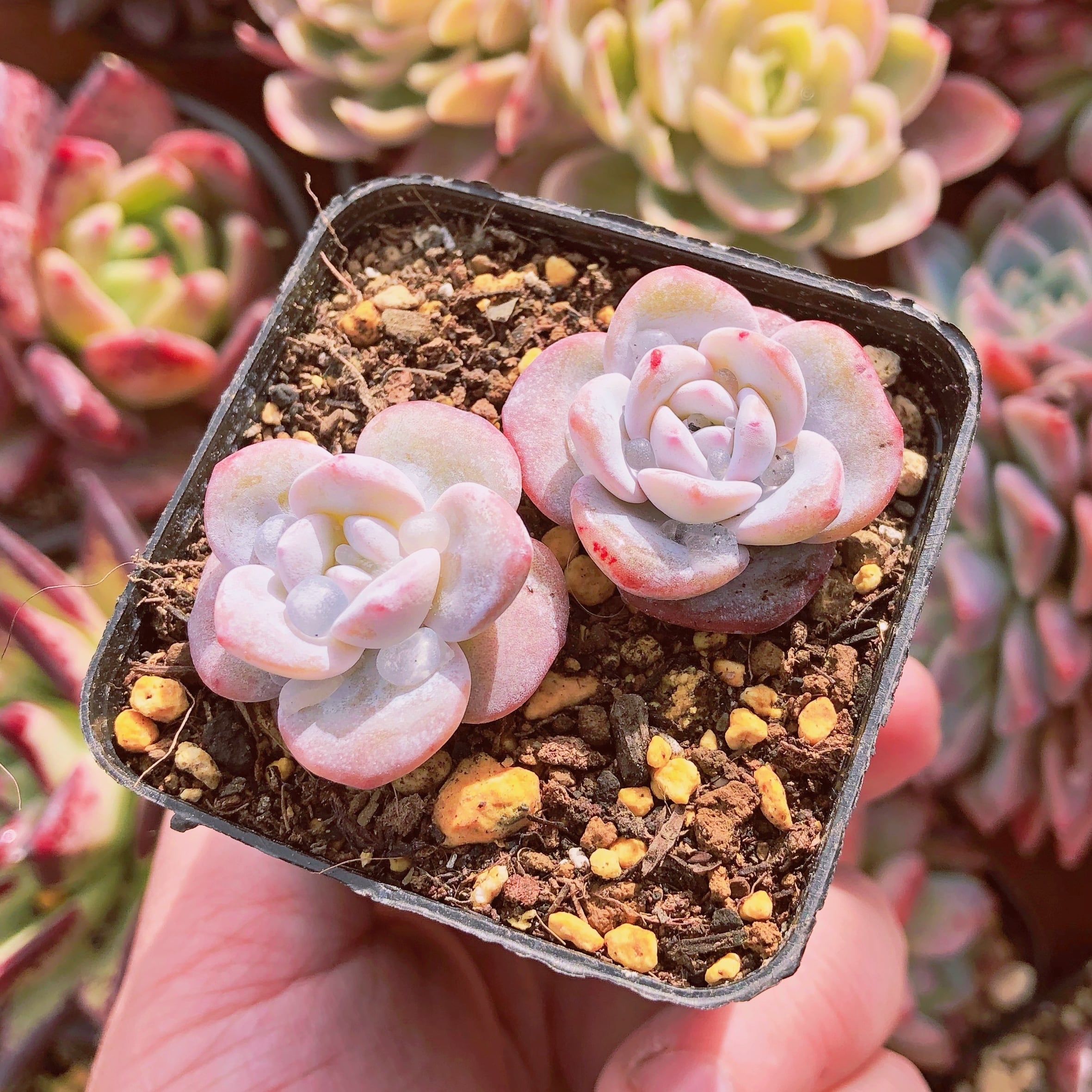 多肉植物　ラウイ　2苗