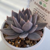 【現物商品】ECHEVERIA  craigiana,Chihuahua  原種 実生苗
