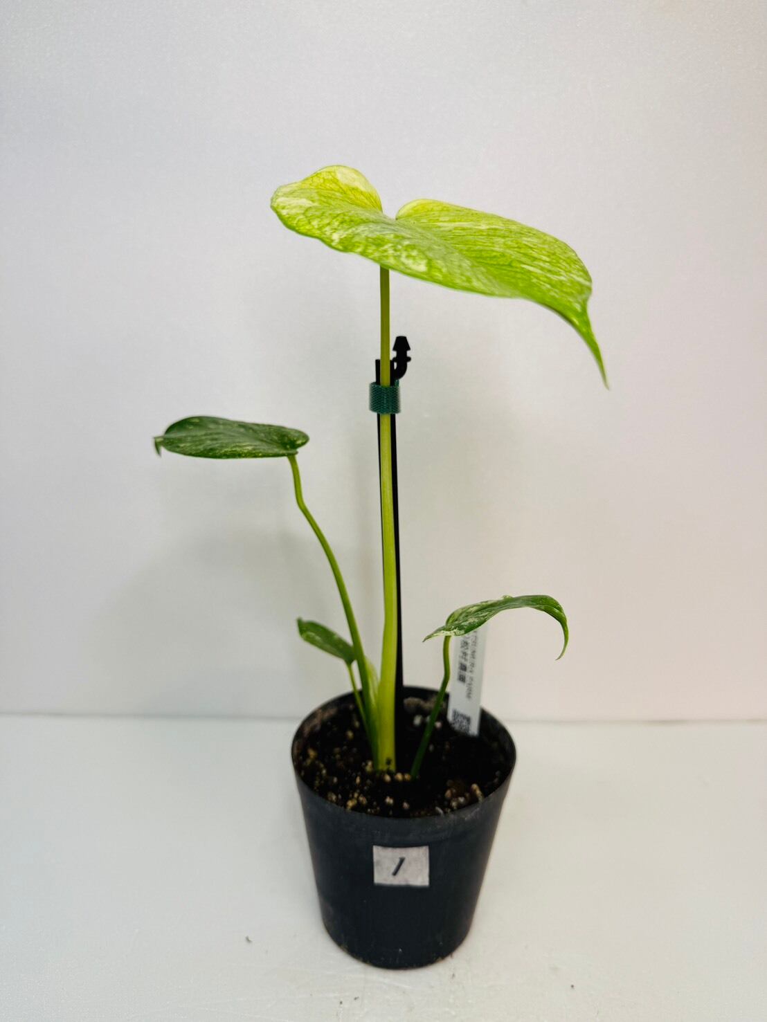 モンステラ・エスケレート 4号 | 観葉植物と雑貨のお店 VIVAGREEN
