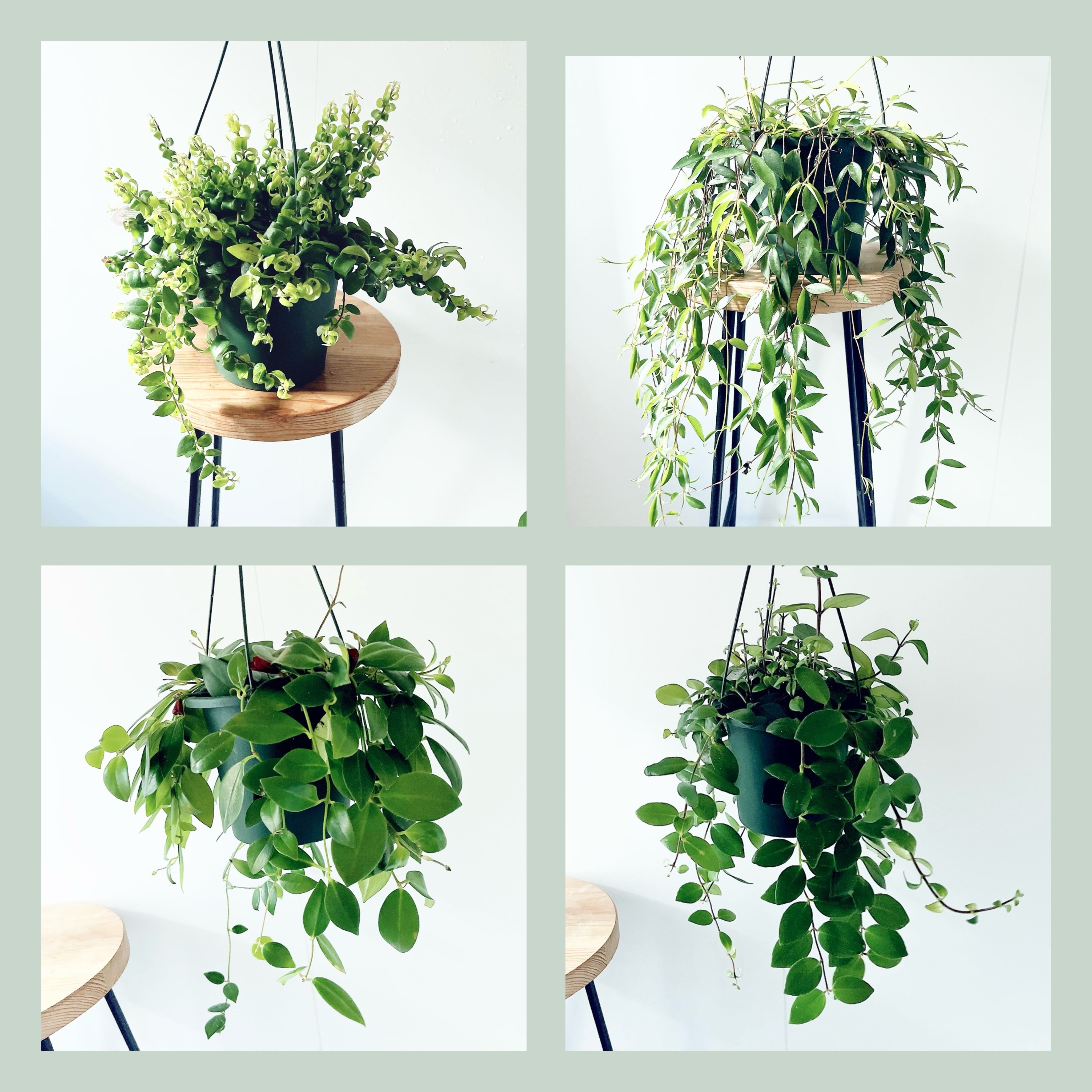 ネムノキ サマーチョコレート 8号鉢 165cm｜現品｜希少カラーリーフ